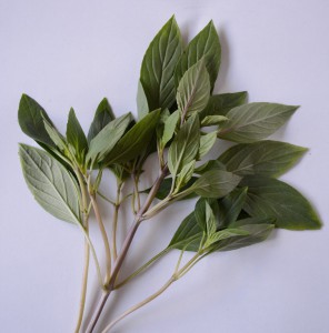 Thai Basil